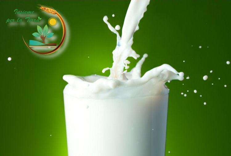 Latte: tra i due litiganti, #Parmalat gode